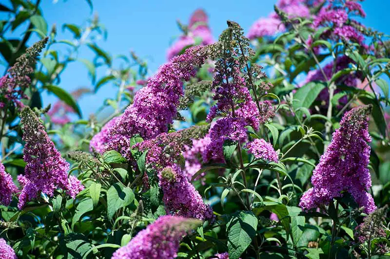 Una imagen horizontal de cerca de las flores violetas brillantes de un arbusto de mariposas que crece en el jardín fotografiado bajo el sol brillante sobre un fondo de cielo azul.