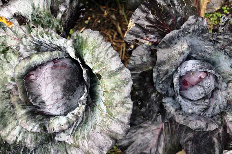 Una imagen horizontal de primer plano de dos coles moradas que crecen en el jardín con un gran follaje exterior y pequeñas cabezas apretadas.