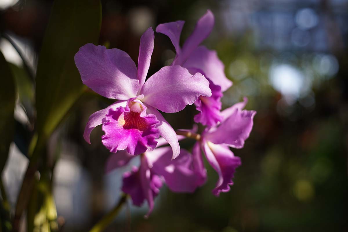 Una imagen horizontal de primer plano de las flores de orquídea Cattleya púrpura representadas en la luz del sol filtrada sobre un fondo de enfoque suave.