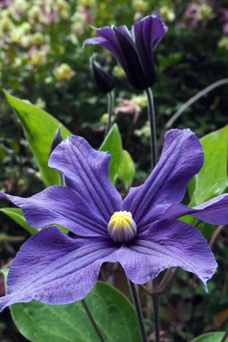 Una imagen vertical de cerca de flores de clematis púrpura que crecen en el jardín en un fondo de enfoque suave.