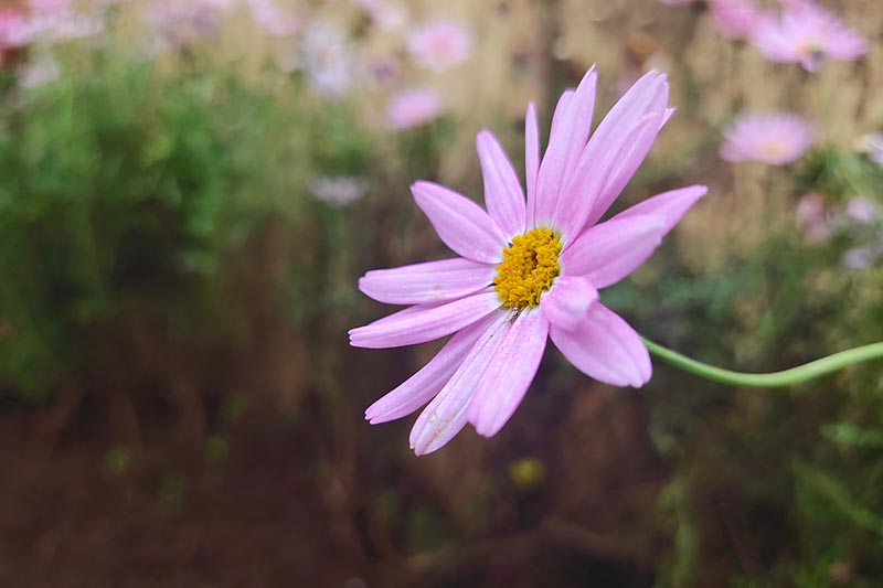 Una imagen horizontal de primer plano de una pequeña flor rosa Coreopsis rosea que crece en el jardín representada en un fondo de enfoque suave.