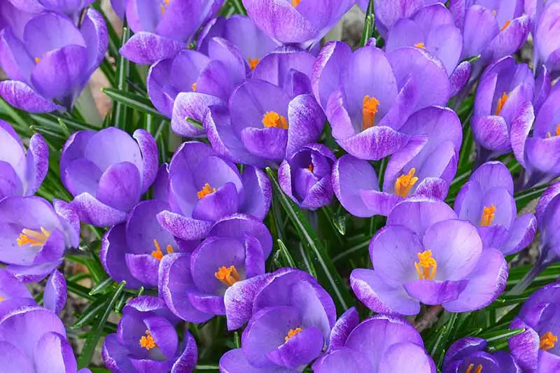 Una imagen horizontal de primer plano de flores de azafrán púrpura que crecen en el jardín.