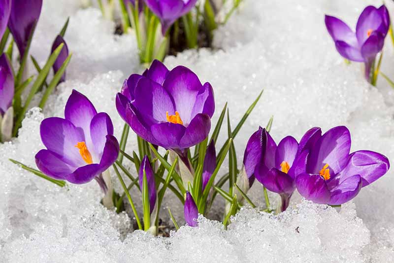 Un primer plano de flores de azafrán púrpura que crecen en grupos a través de la nieve con centros naranjas y follaje verde.