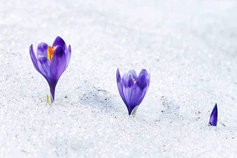 Un primer plano de tres pequeñas flores de azafrán empujando hacia arriba a través del suelo cubierto de nieve a la luz del sol.