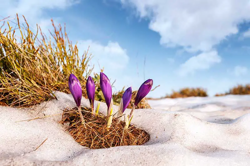 Un primer plano de capullos de azafrán púrpura empujando a través de la nieve entre hierba marrón con cielo azul y nubes en el fondo.