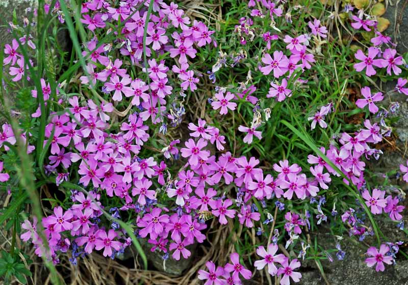 Púrpura Dianthus plumarius jardín rosa flores en flor.