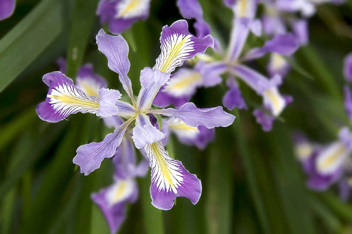 Una imagen horizontal de primer plano de las flores de iris de Oregón representadas en un fondo de enfoque suave.