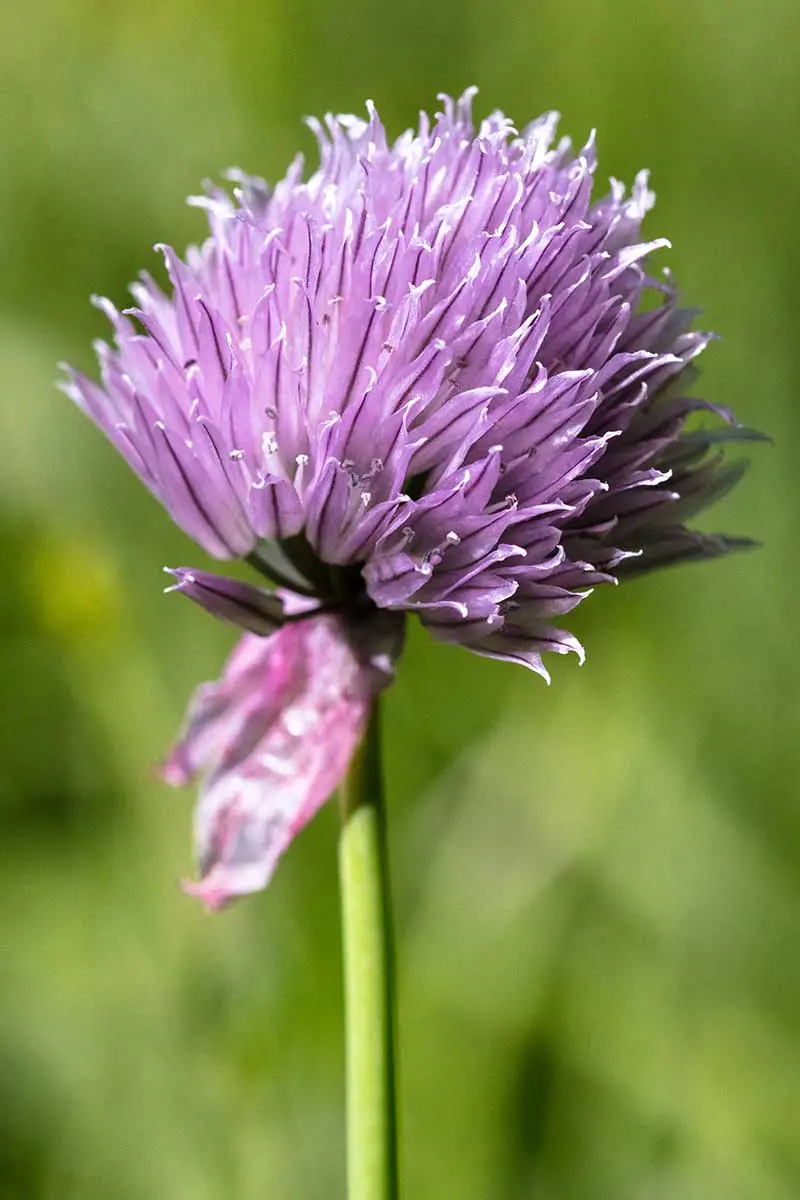 Una imagen vertical de cerca de la pequeña flor morada de la cebolleta silvestre que crece en el jardín representada en un fondo de enfoque suave.