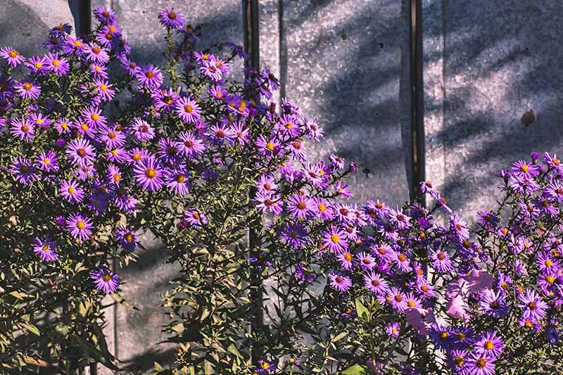 Un arbusto de aster violeta en plena floración, contra una valla metálica.  Las flores de color púrpura tienen centros de color naranja brillante, y estos contrastan con las hojas verdes y las sombras que se proyectan sobre el metal gris detrás, a la luz del sol.