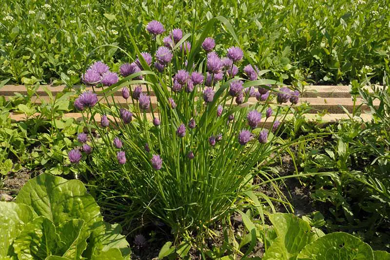 Un primer plano de una planta de cebollino con flores de color púrpura vivo que crecen en un lecho de jardín elevado entre otras plantas vegetales bajo el sol brillante.