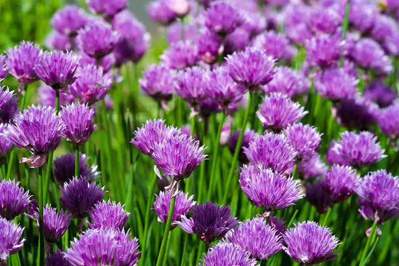 Un primer plano de las flores de color púrpura brillante de Allium schoenoprasum que crecen en el jardín de verano.