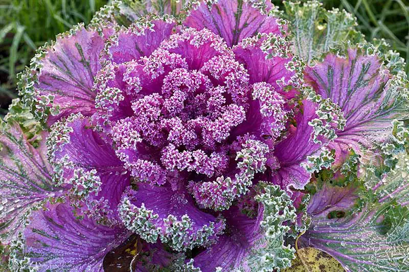 Primer plano de una variedad de flores púrpura de Brassica oleracea, con hojas rizadas, púrpura brillante en el centro, dando paso gradualmente a púrpura y verde en las hojas exteriores.