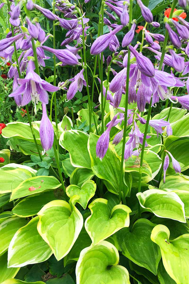 Una imagen vertical de cerca de las flores violetas de una planta hosta variegada que crece en el jardín.
