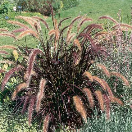 Hierba de fuente morada cultivada como espécimen.