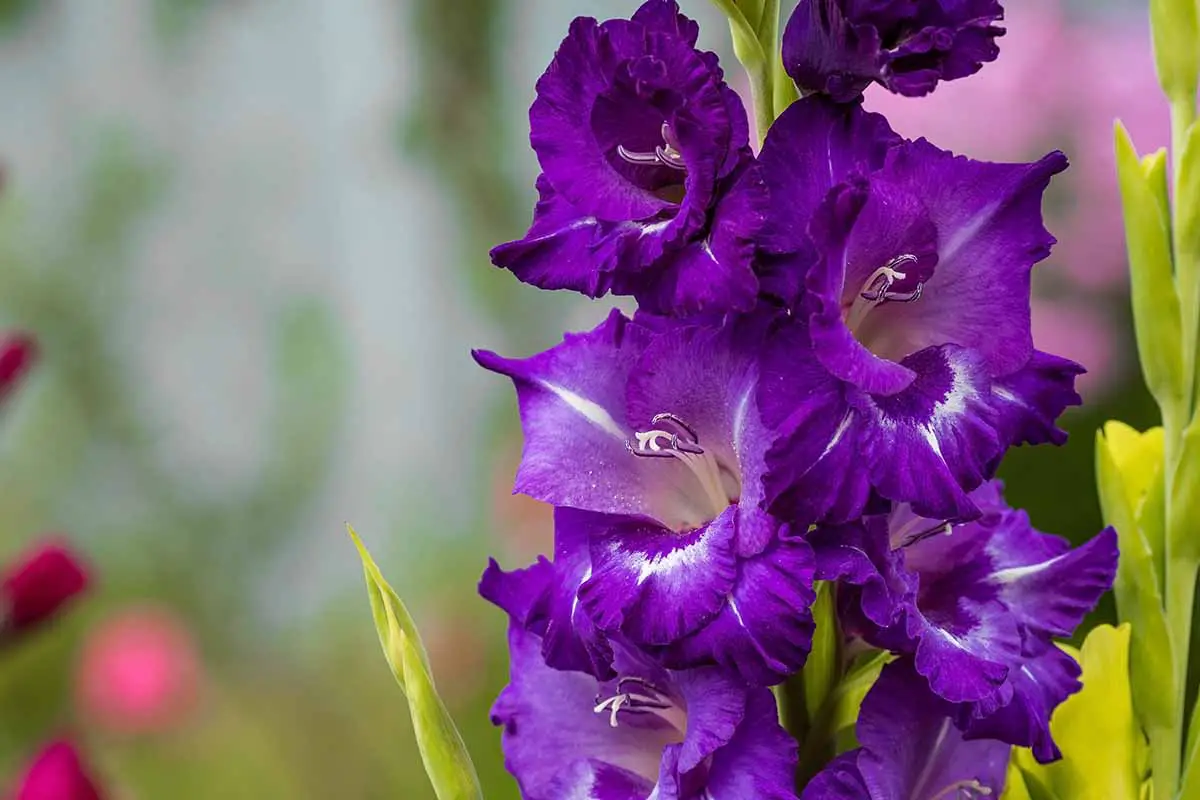 Una imagen horizontal de primer plano de gladiolo púrpura que crece en el jardín en un fondo de enfoque suave.