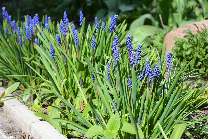 Grupos de plantas Muscari que crecen en un borde con flores azules y follaje verde bajo un sol brillante que se desvanece en un enfoque suave en el fondo.