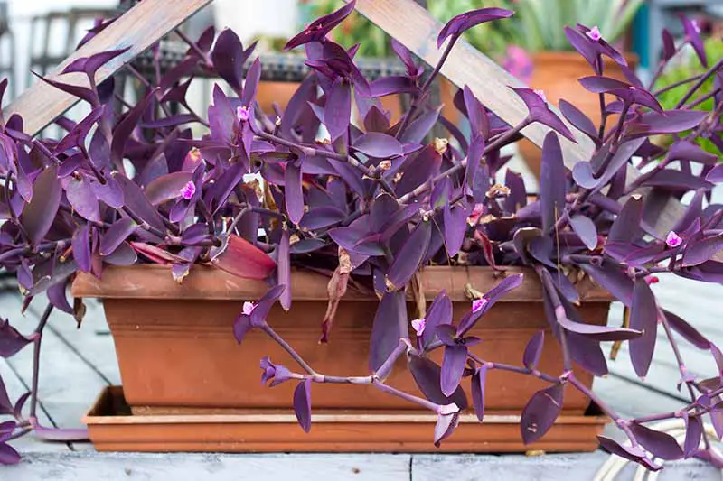 Una imagen horizontal de cerca de una pequeña sembradora de terracota con el follaje púrpura de la araña derramándose sobre el borde, representada en un fondo de enfoque suave.