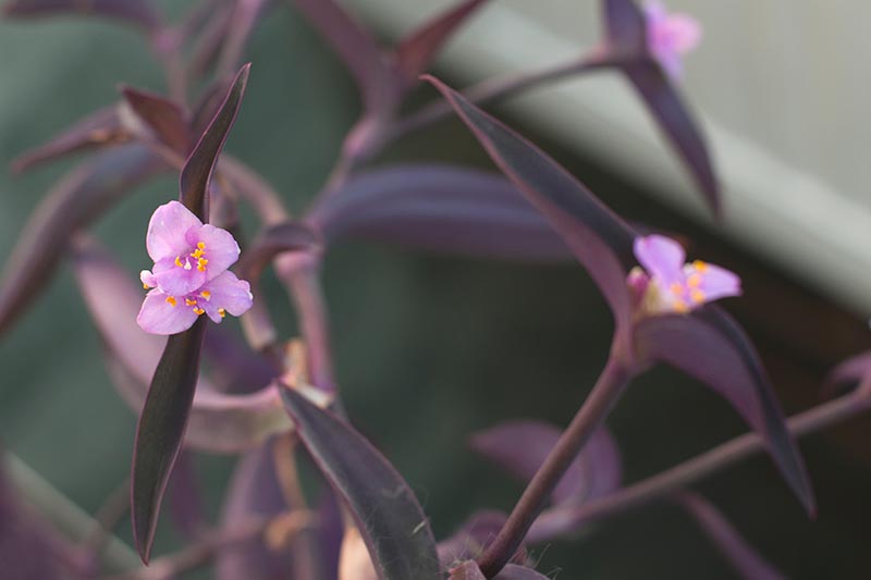 Una imagen horizontal de primer plano de las diminutas flores rosas de la planta de pulgadas 'Purple Heart' que crece en el interior representada en un fondo de enfoque suave.