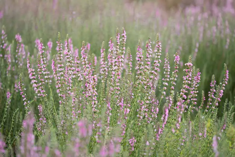 Una imagen horizontal de primer plano de flores de hisopo rosa claro/púrpura que crecen en un prado de flores silvestres.