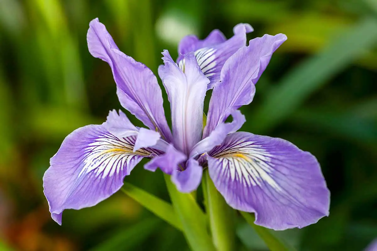 Una imagen horizontal de primer plano de una sola flor Iris douglasiana representada en un fondo de enfoque suave.
