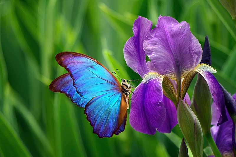 Una imagen horizontal de primer plano de una flor de iris púrpura y amarilla con una mariposa azul brillante.