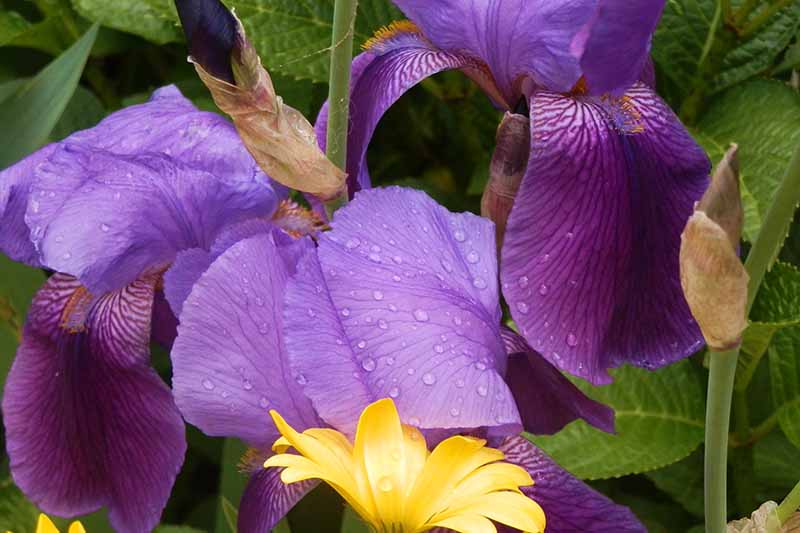 Una imagen horizontal de primer plano de flores de iris púrpura que crecen en el jardín con gotas de agua en los pétalos y follaje en un enfoque suave en el fondo.
