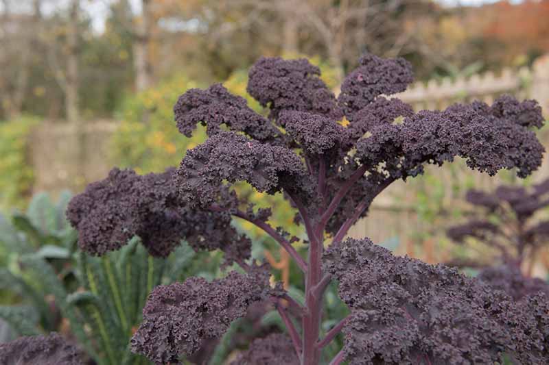 Un primer plano de una planta de col rizada púrpura que crece en el jardín con una cerca y otra vegetación en un enfoque suave en el fondo.
