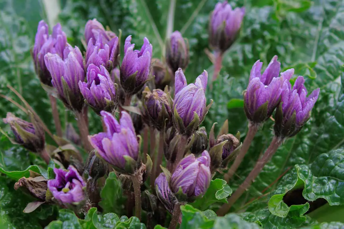 Una imagen horizontal de primer plano de las flores violetas de Mandragora autumnalis (mandrágora) que crecen en el jardín representadas en un fondo de enfoque suave.