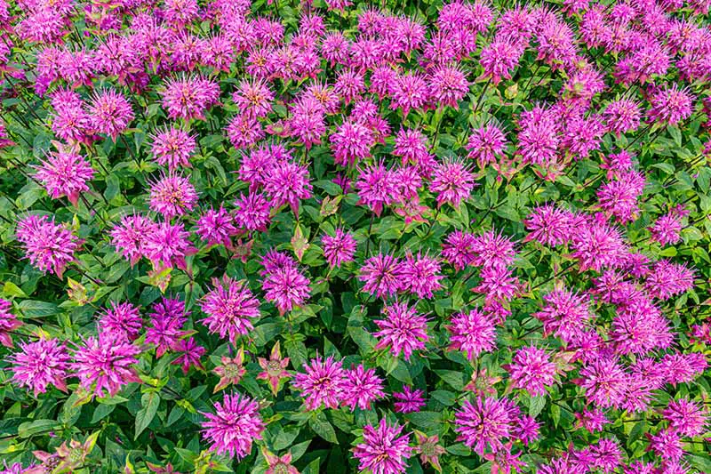 Un primer plano de arriba hacia abajo de un borde plantado con flores de monarda de color púrpura brillante.  El color vibrante contrasta con el follaje verde oscuro a la luz del sol.