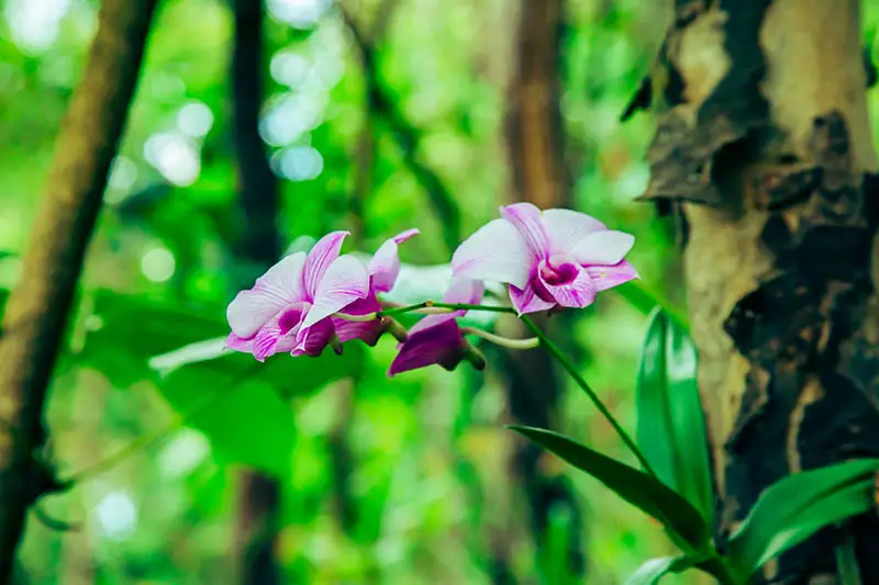 Una imagen horizontal de cerca de pequeñas flores de orquídeas rosas y blancas que crecen en un bosque en un fondo de enfoque suave.