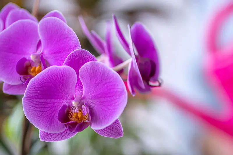 Una imagen horizontal de primer plano de flores de orquídeas de color rosa-púrpura brillante aisladas en un fondo de enfoque suave.