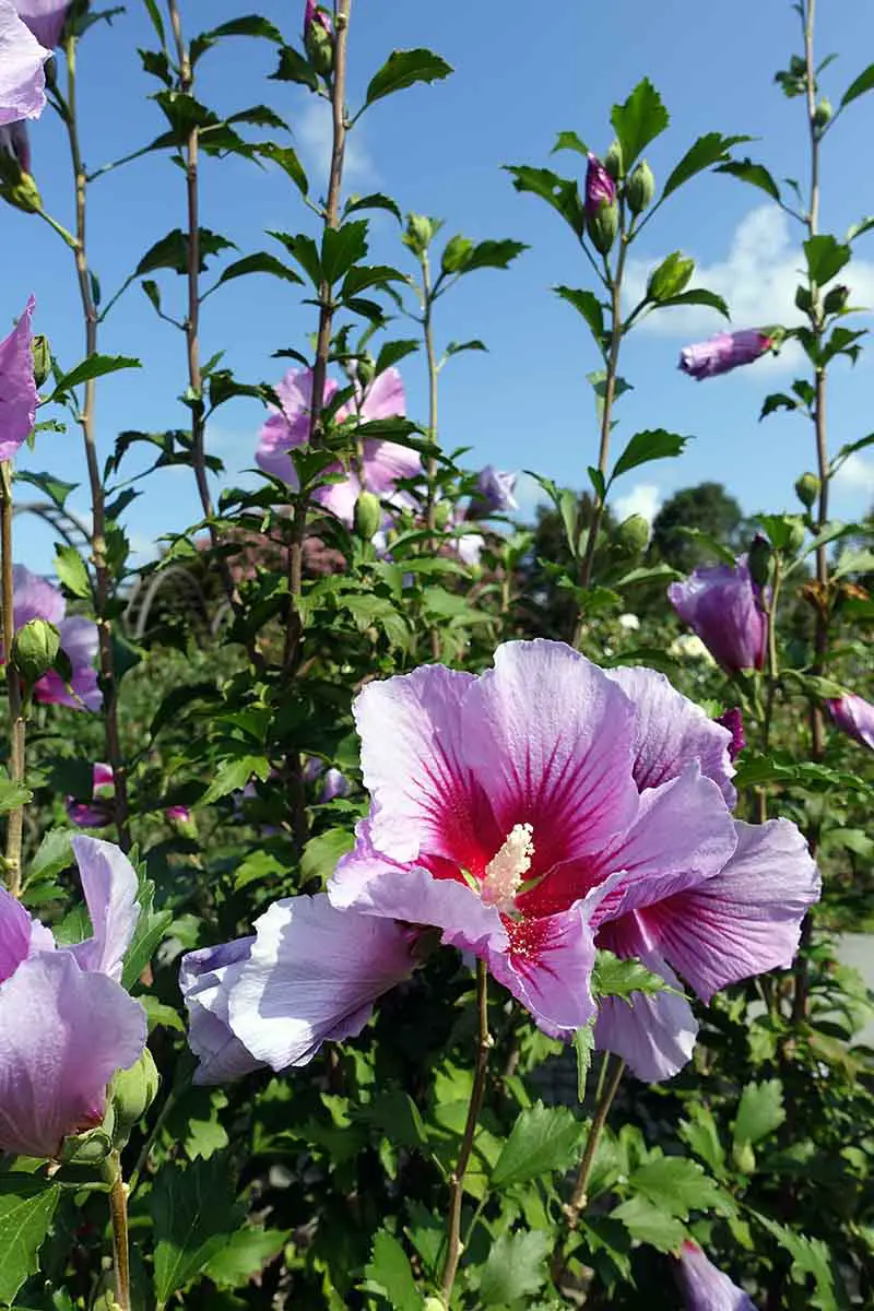 Una imagen vertical de las flores de la variedad 'Purple Pillar' de H. syriacus, creciendo en el jardín bajo el sol brillante con el cielo azul en el fondo.
