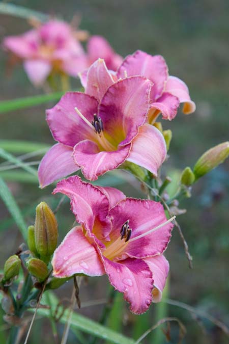 Una imagen vertical de primer plano de los lirios rosados ​​que crecen en el jardín sobre un fondo de enfoque suave.