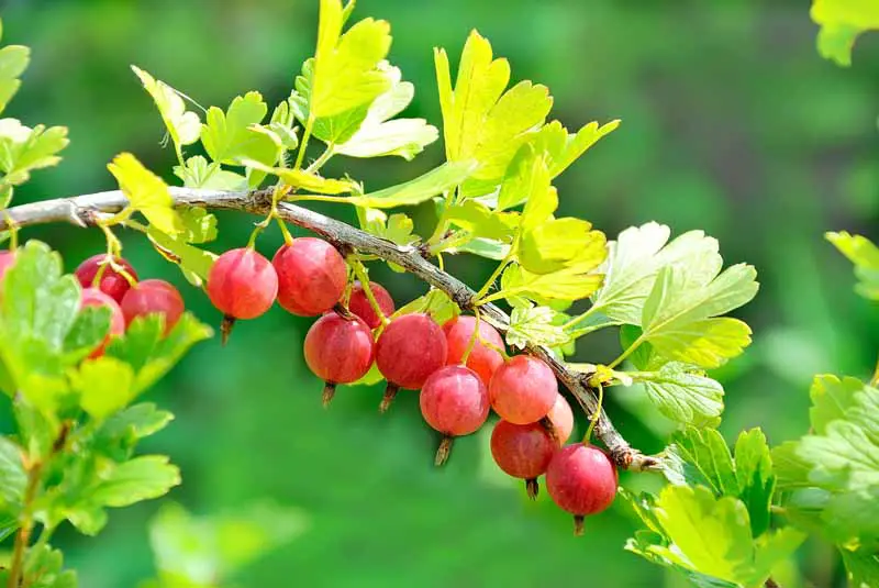 Un primer plano de grosellas maduras de color rojo brillante que crecen en la rama a la luz del sol sobre un fondo verde de enfoque suave.