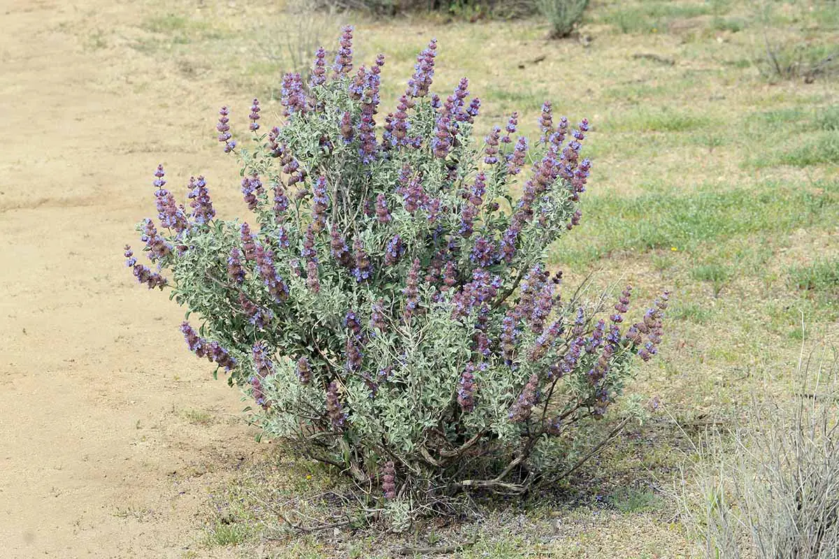 Una imagen horizontal de primer plano de un pequeño arbusto de salvia púrpura que crece en un lugar arenoso.
