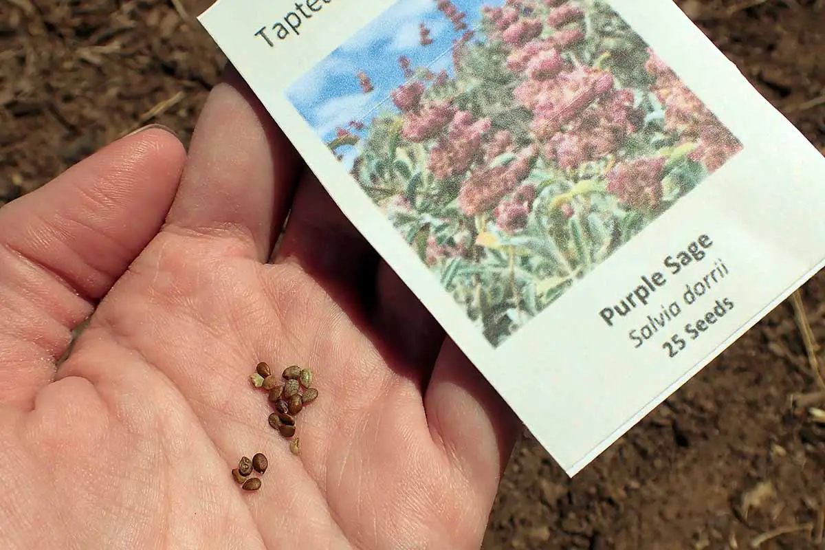Una imagen horizontal de cerca de una mano que sostiene un paquete de semillas y algunas semillas diminutas.