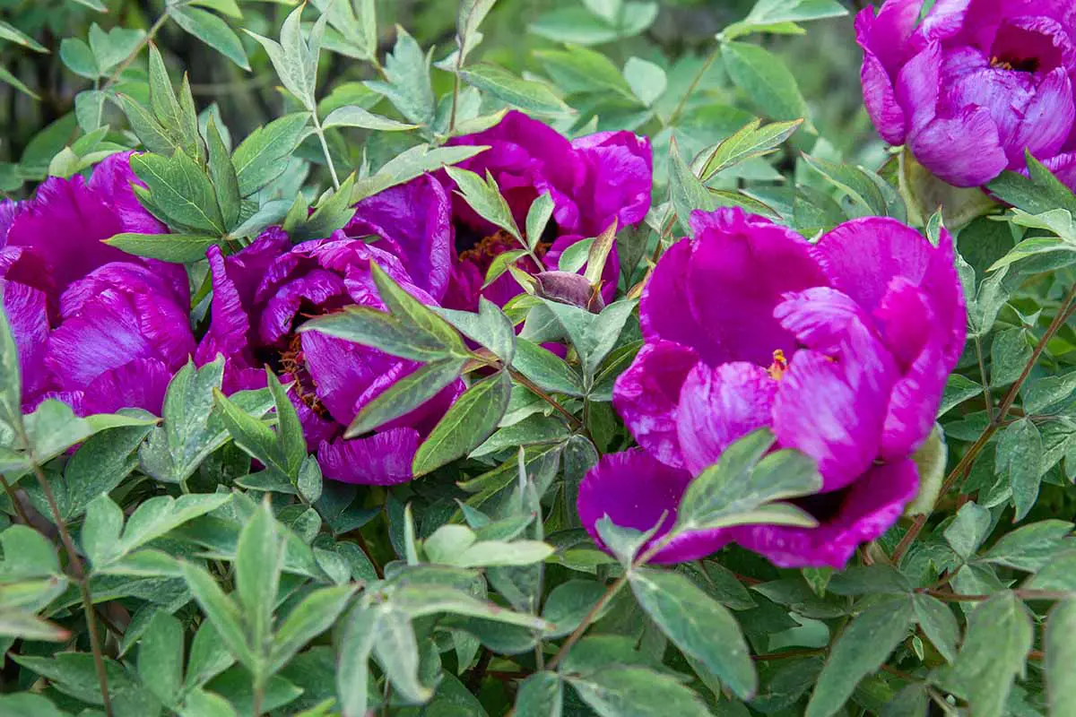 Una imagen horizontal de primer plano de flores de peonía de árbol púrpura que crecen en el jardín.
