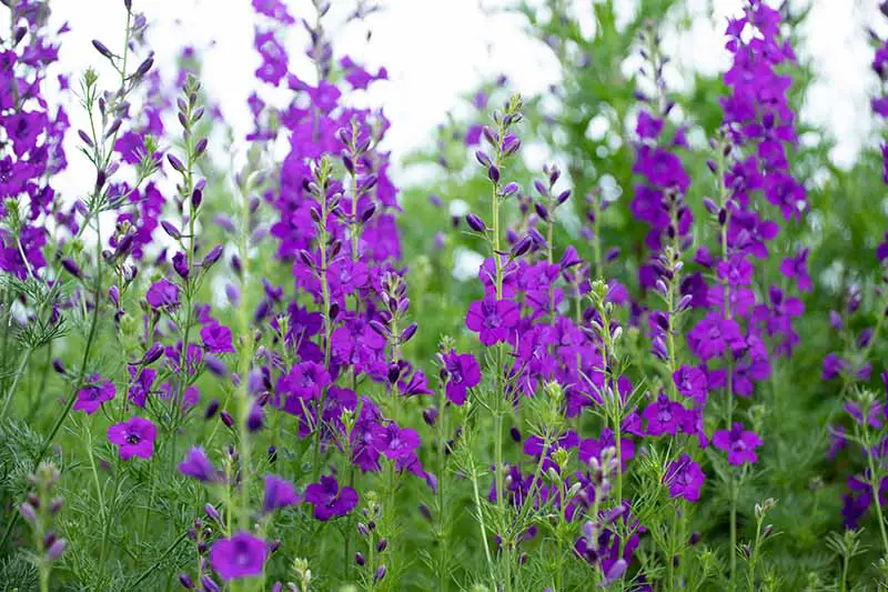 Una imagen horizontal de primer plano de picos altos y verticales de espuela de caballero púrpura floreciente que crece en el jardín de verano con árboles en un enfoque suave en el fondo.