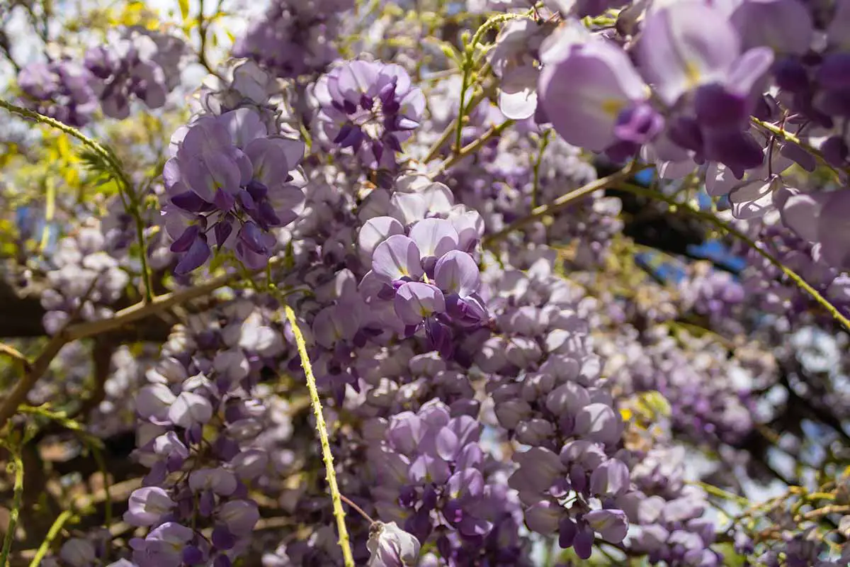 Una imagen horizontal de primer plano de flores de glicina púrpura representada a la luz del sol.