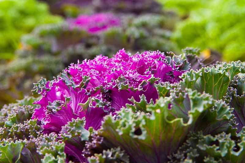 Un primer plano de una planta de col rizada ornamental púrpura con hojas de color púrpura brillante rodeadas de hojas verdes con venas de color púrpura bajo el sol brillante.  El fondo se desvanece a un enfoque suave.