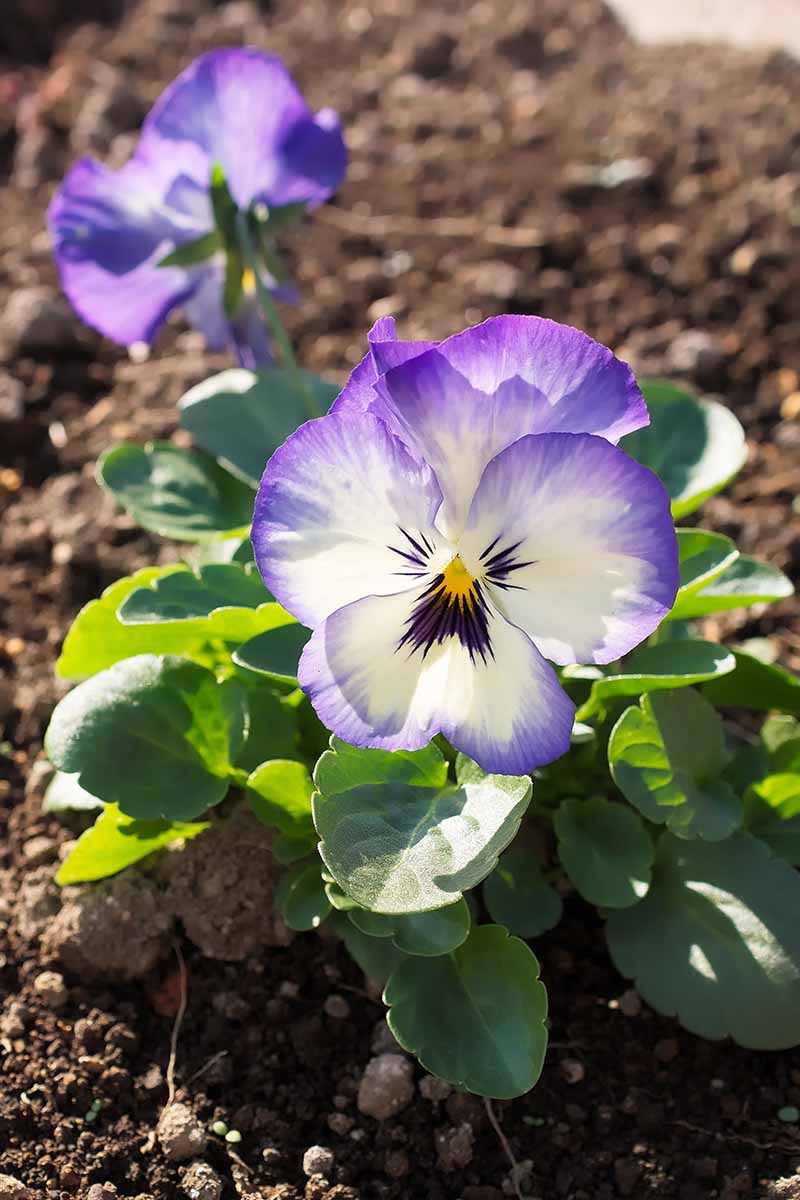 Una imagen vertical de una viola violeta y blanca que crece en el jardín bajo el sol brillante sobre un fondo de enfoque suave.