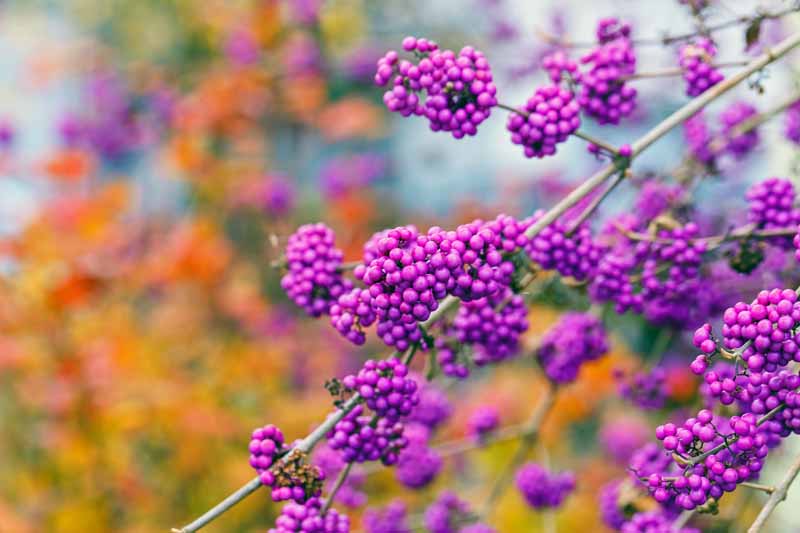 The purple berries of the American Beautyberry shrub (Callicarpa americana) on an autumn day with fall colored foliage in a diffused backgrround.
