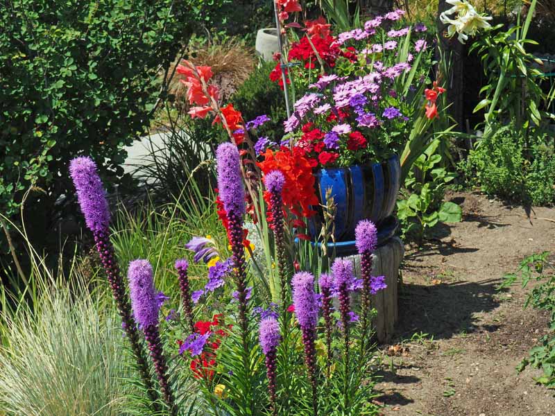 Estrella ardiente púrpura (Liatris spicata) mezclada con flores rojas en un jardín de cabaña ubicado en Vancouver.