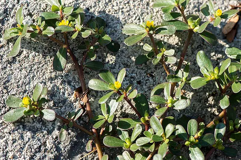 Un primer plano de una planta de Portaluca oleracea que crece a lo largo del suelo bajo la luz del sol.