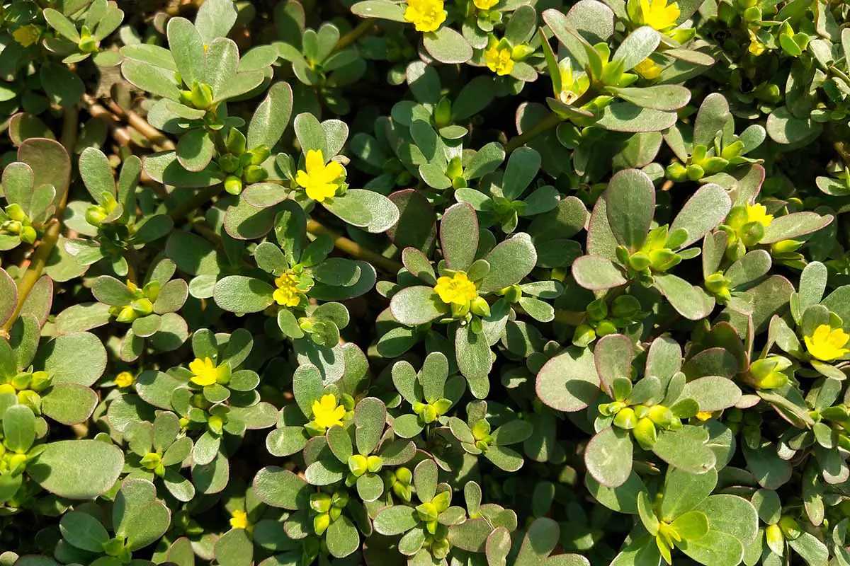 Una imagen horizontal de primer plano de verdolaga común que crece silvestre con flores amarillas y hojas suculentas representadas a la luz del sol.