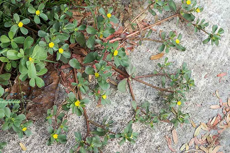 Un primer plano de Portulaca oleracea que crece silvestre en un camino de hormigón, con hojas de color verde claro y pequeñas flores amarillas.