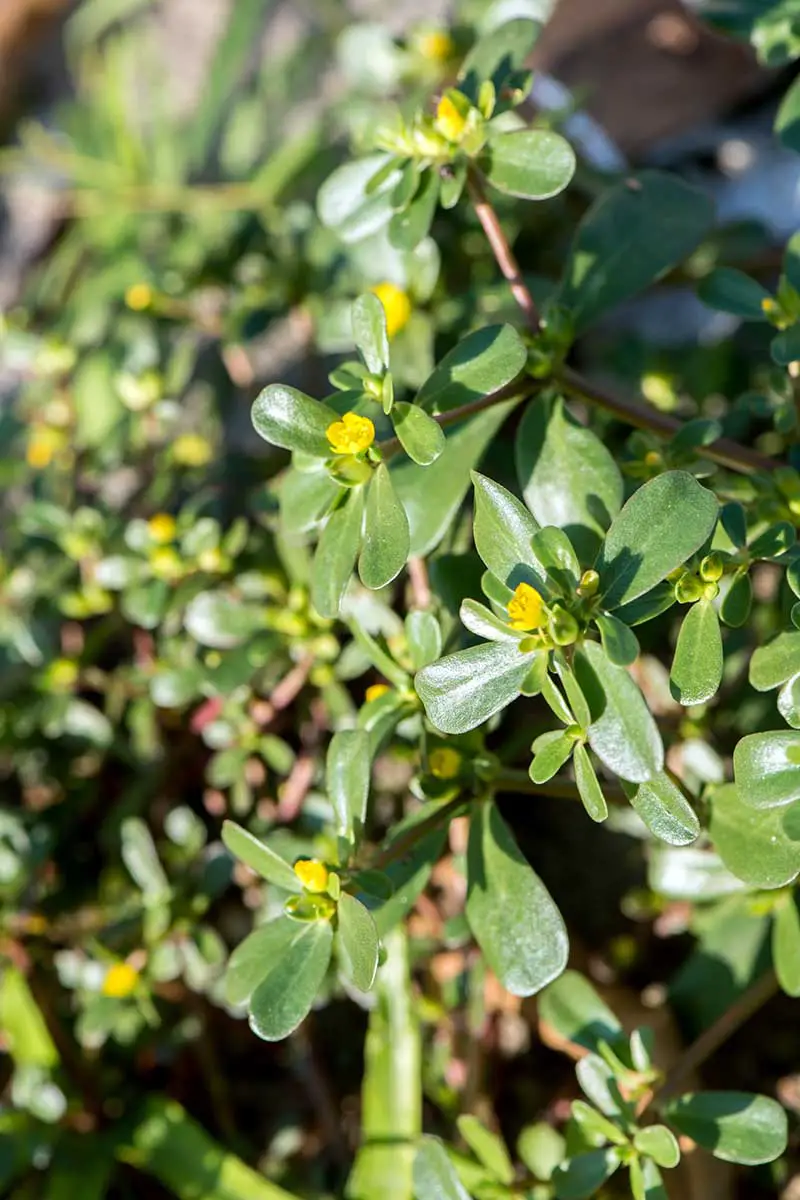 Una imagen vertical de una planta de Portulaca oleracea que crece en el jardín con hojas de color verde claro y flores amarillas, bajo el sol brillante sobre un fondo de enfoque suave.