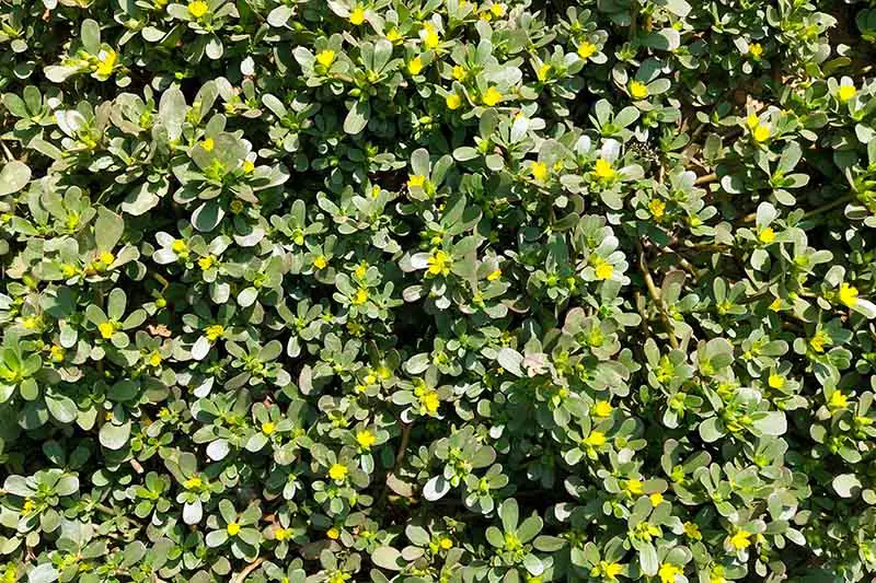 Un primer plano de un gran parche de Portulaca oleracea que crece en el jardín con pequeñas flores amarillas, fotografiado bajo la luz del sol.