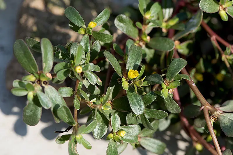 Un primer plano de una planta de Portaluca oleracea que crece en el jardín bajo el sol brillante con pequeñas flores amarillas que comienzan a emerger.