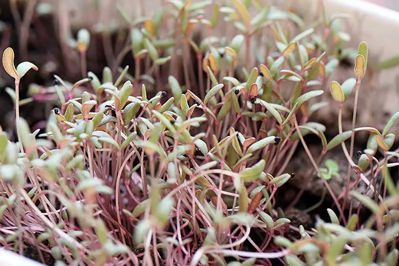Un primer plano de Portaluca oleracea que se cultiva en interiores como microvegetales con hojas pequeñas y tallos largos y delgados.
